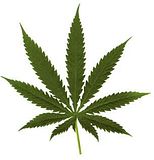 th_pot-leaf.jpg