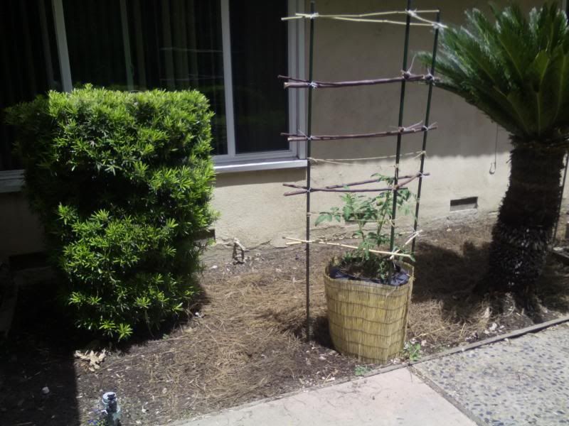  photo IMG_20140506_123113_zps4dfdce32.jpg