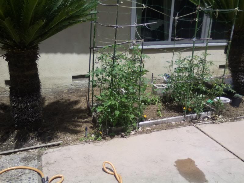  photo IMG_20140506_123127_zps37351d1d.jpg