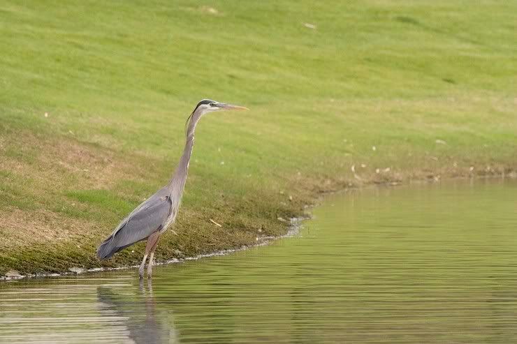 IMAGE: http://img.photobucket.com/albums/v683/pb2au/Heron2.jpg