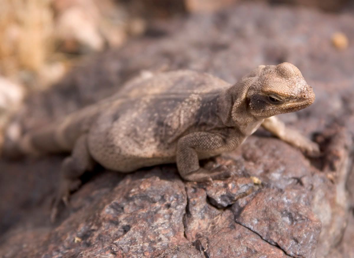 IMAGE: http://img.photobucket.com/albums/v683/pb2au/_MG_4160s.jpg