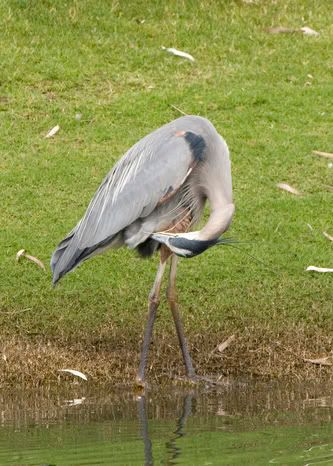 IMAGE: http://img.photobucket.com/albums/v683/pb2au/_MG_4272.jpg