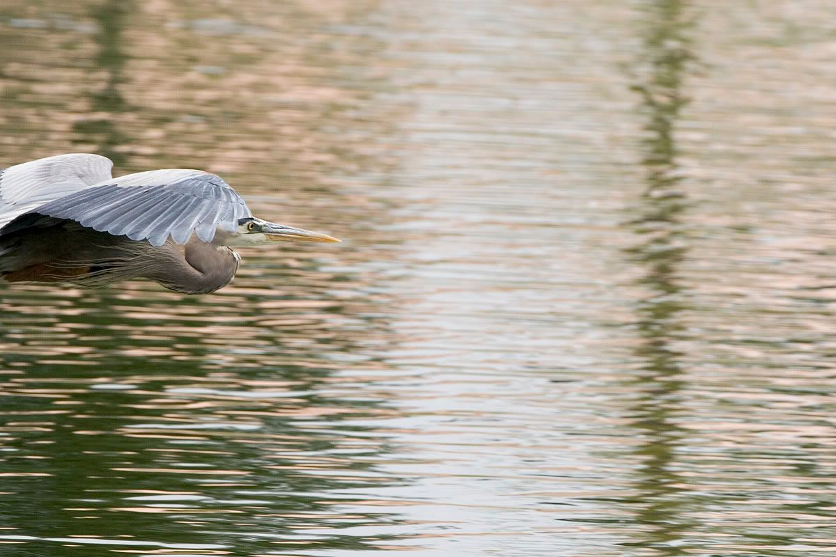 IMAGE: http://img.photobucket.com/albums/v683/pb2au/_MG_4276.jpg