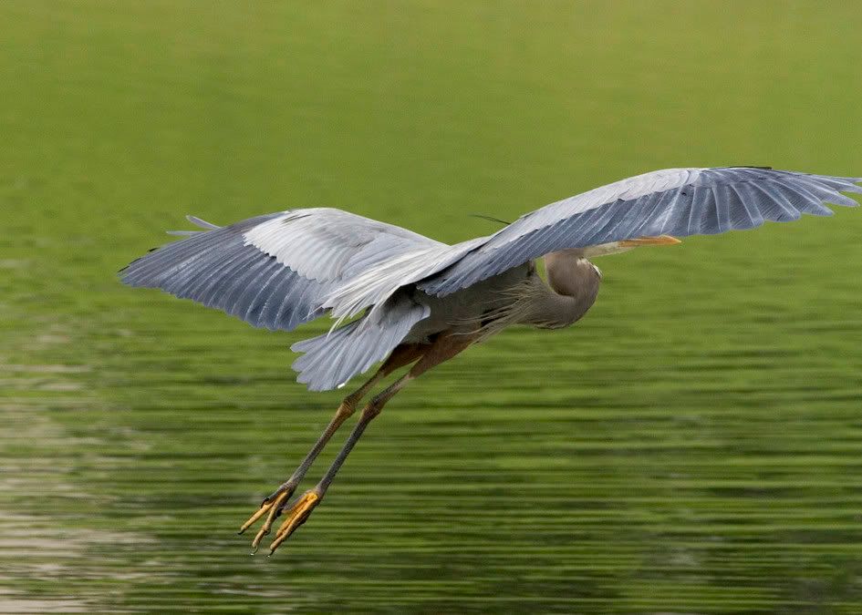 IMAGE: http://img.photobucket.com/albums/v683/pb2au/_MG_4277.jpg