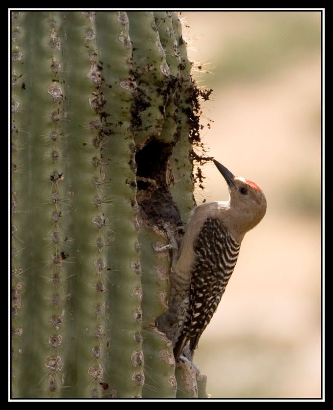 IMAGE: http://img.photobucket.com/albums/v683/pb2au/cactusbird2.jpg