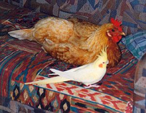Afbeelding