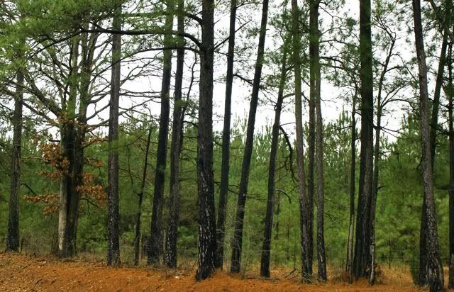 woods,trees,pasture