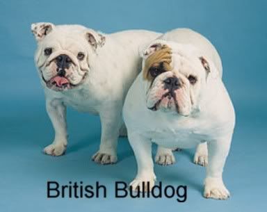 eye problems in dogs replica