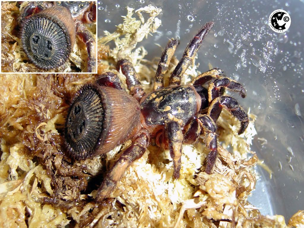 Ravine Trapdoor Spider