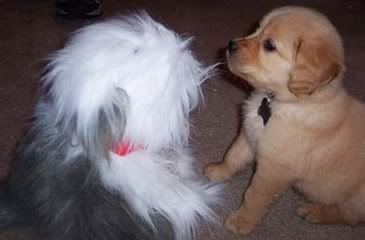 My Dream Golden Retriver