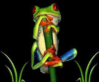 Frog.jpg