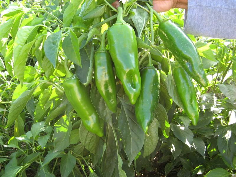 Most prolific sweet pepper/bell pepper/capsicum varieties