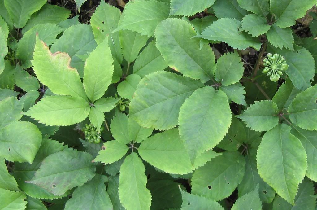 American Ginseng photo 63013AmericanGinseng002.jpg