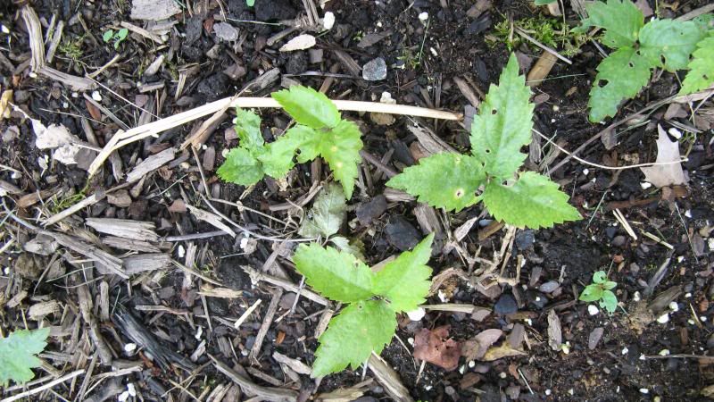 American Ginseng - First Season Sprouts photo 63013AmericanGinseng007.jpg