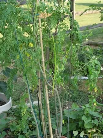 2007 Moringa Oleifera
