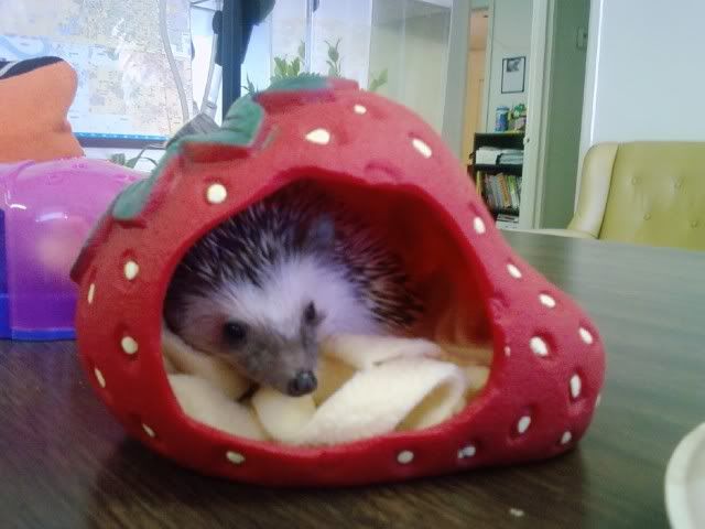 strawberry hedgehog plush