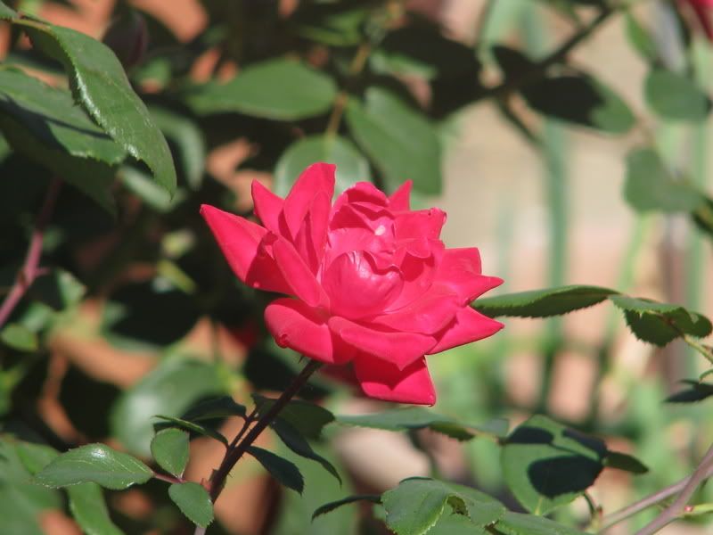 IMAGE: http://img.photobucket.com/albums/v687/dan_bgblue/IMG_0993-1.jpg