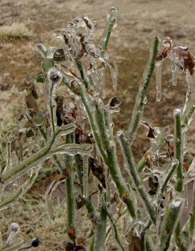 IMAGE: http://img.photobucket.com/albums/v687/dan_bgblue/IMG_1216.jpg?t=1234395287