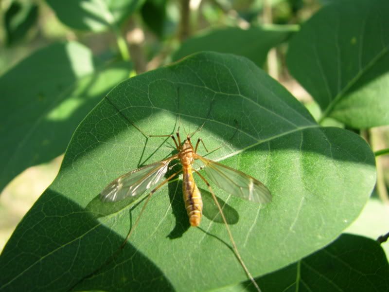 IMAGE: http://img.photobucket.com/albums/v687/dan_bgblue/IMG_1584-3.jpg