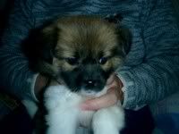 Image hosted by Photobucket.com