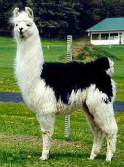 llama!! Pictures, Images and Photos
