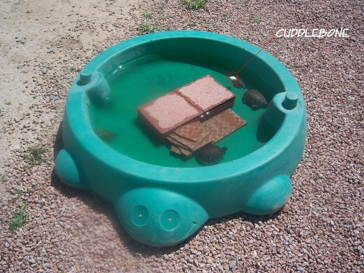 View topic My summer pond