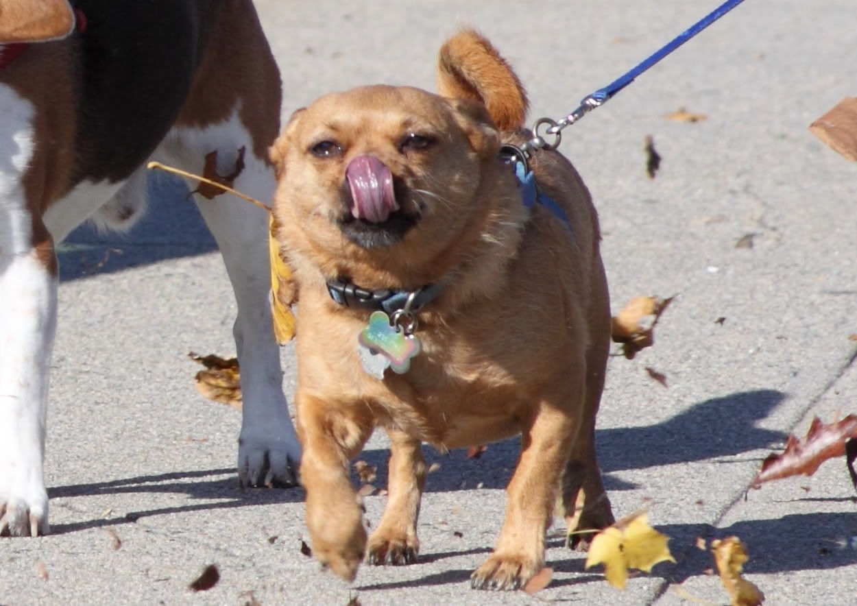 IMAGE: http://img.photobucket.com/albums/v688/jxg1205/piptongue.jpg