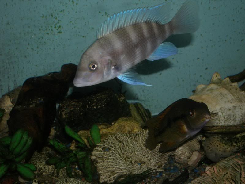 Malawi Barracuda