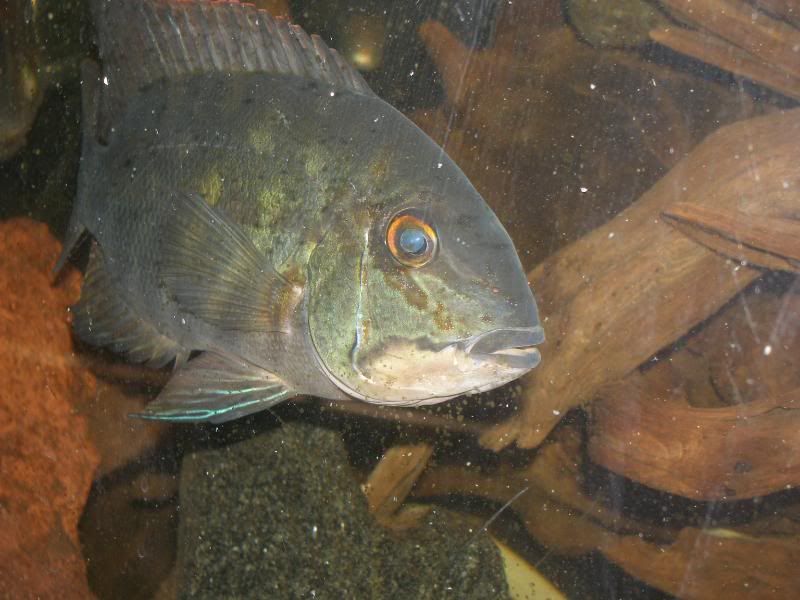 Malawi Barracuda