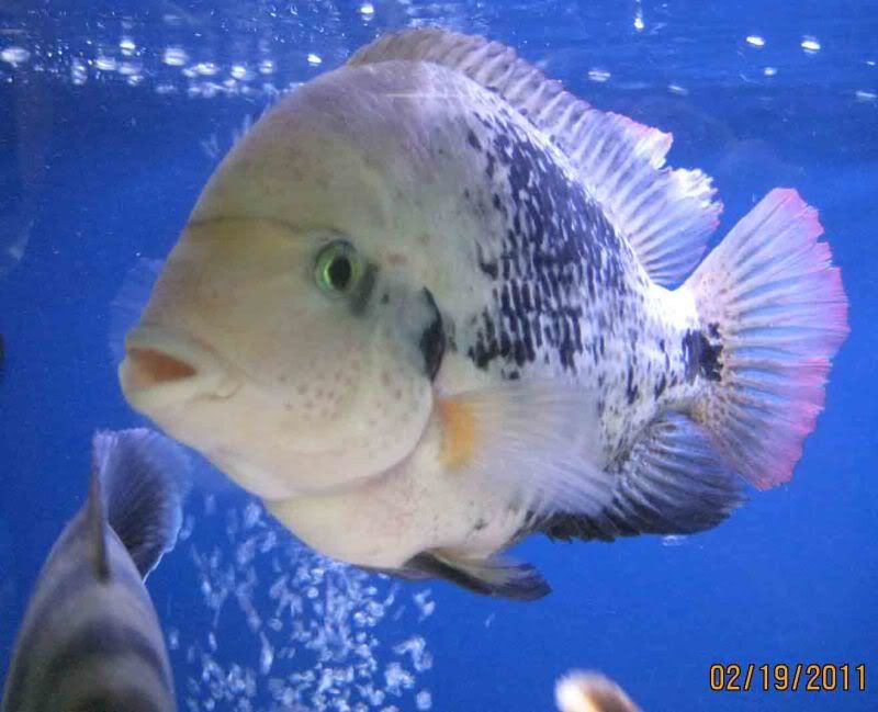 Malawi Barracuda