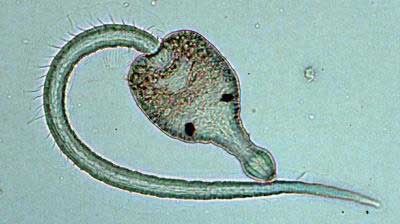 Ribeiroia+ondatrae