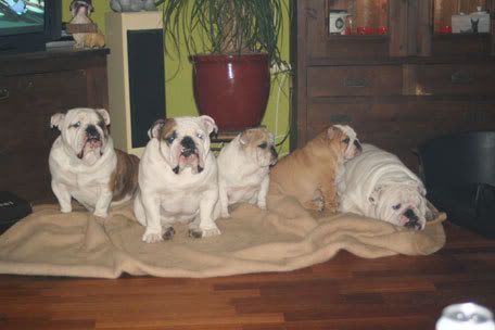 [IMG]http://img.photobucket.com/albums/v689/Nathalja/digitale-fotos-1463.jpg[/IMG]