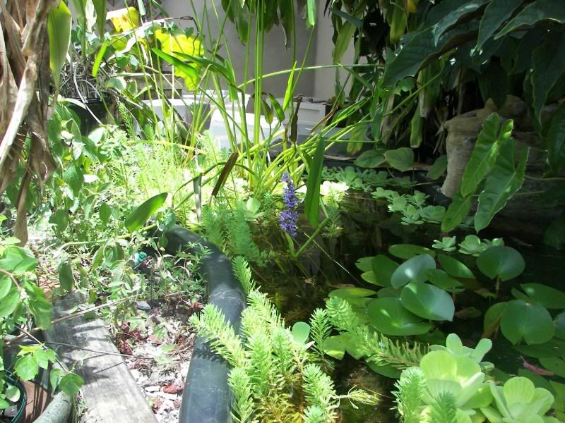 Kogo's Fresh Water Refugium Aquarium Forum