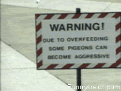 pigeon attack