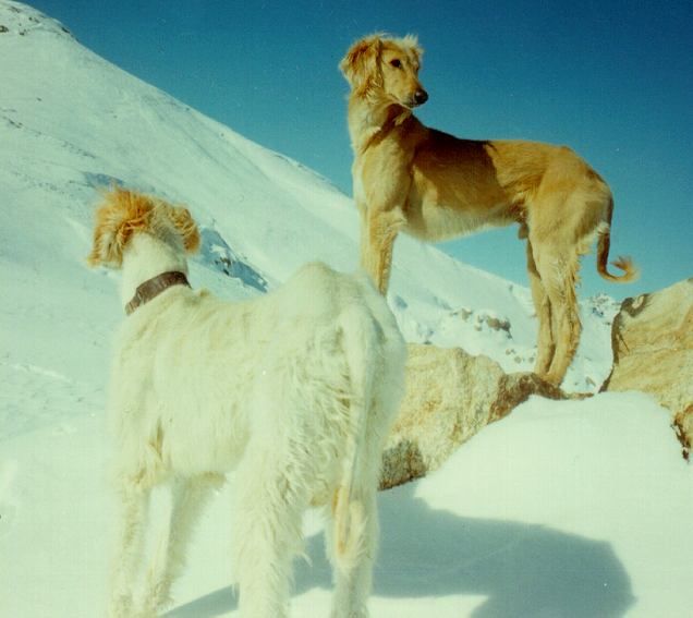 afghans-snow.jpg