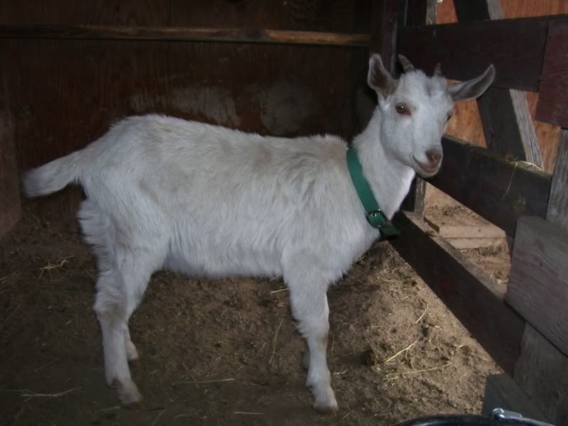 Wanted to share the news - Goats