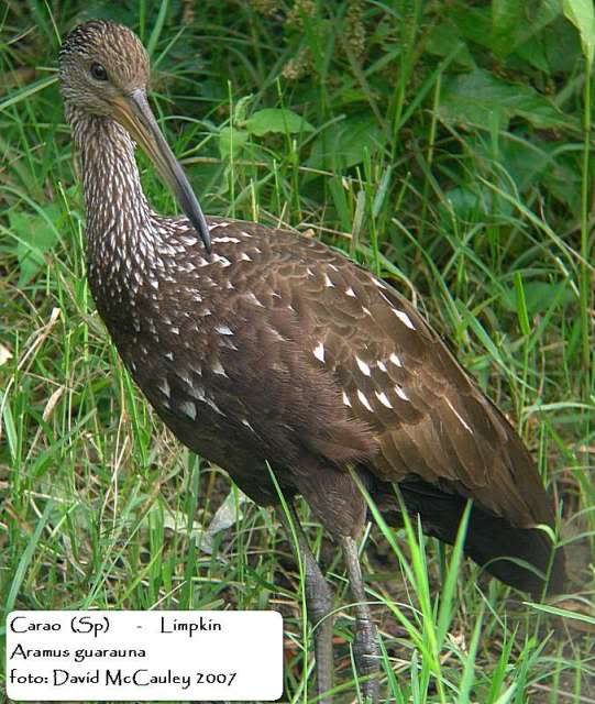 carao.jpg Limpkin image by veracruzhawkwatch