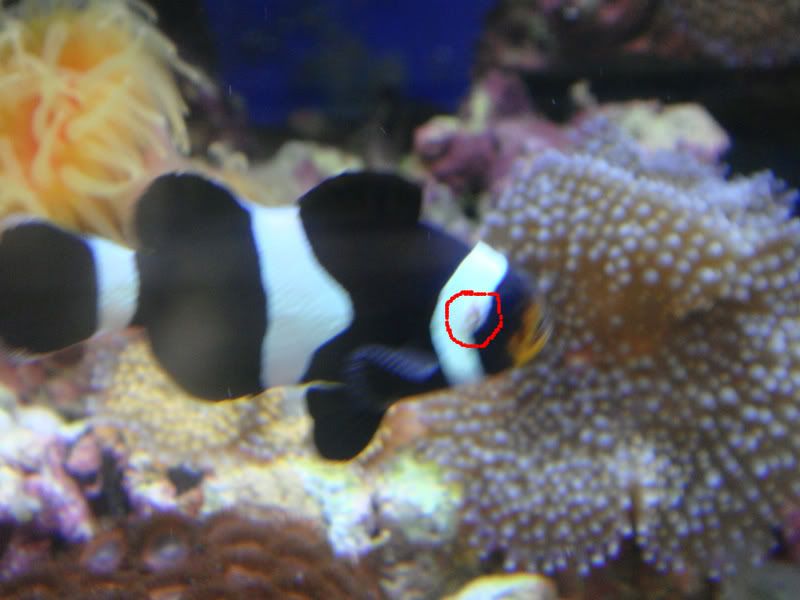 clown fish with wound/ulcer?? Reef Central Online Community
