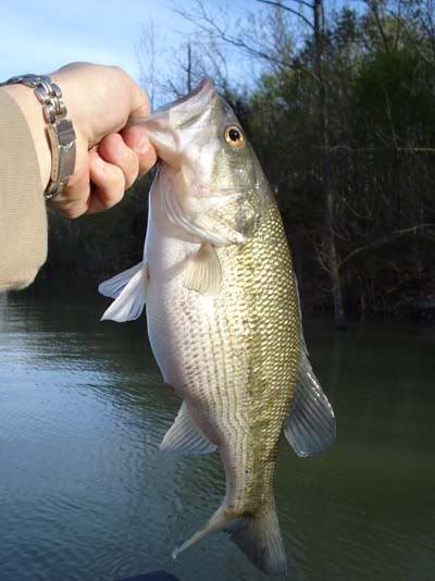 2lb-7ozSpottedBass.jpg