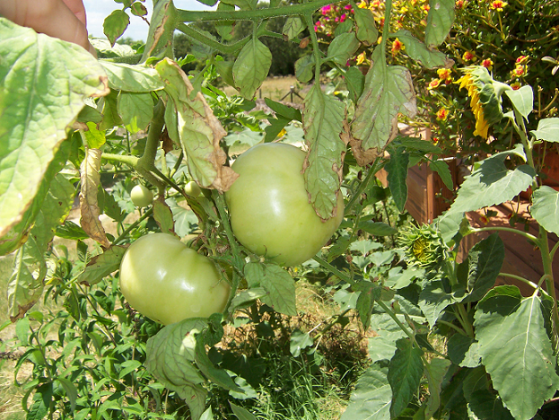 tomato1.png