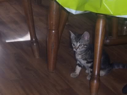 [img width=414 height=311]http://img.photobucket.com/albums/v692/steegie1984/weekendje%20Carola/29280551.jpg[/img]