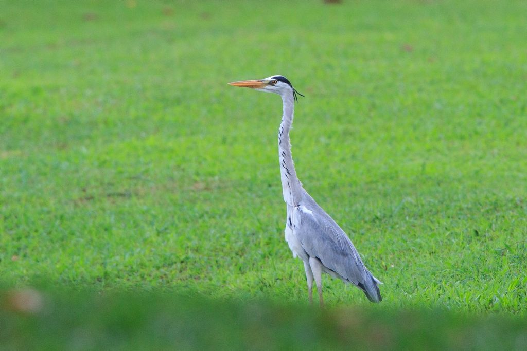 IMAGE: http://img.photobucket.com/albums/v693/bernstein1234/IMG_2932_zps203fc696.jpg