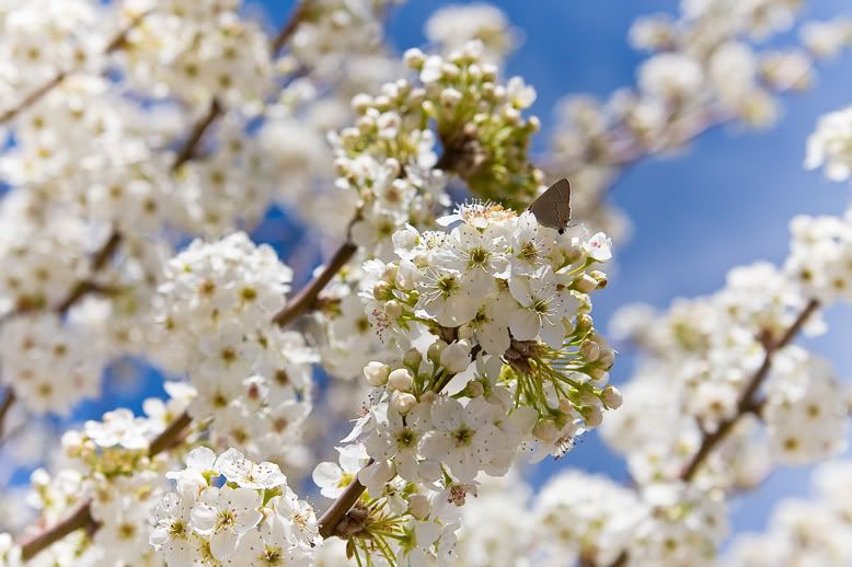 Bradford Pear bloom Pictures, Images and Photos