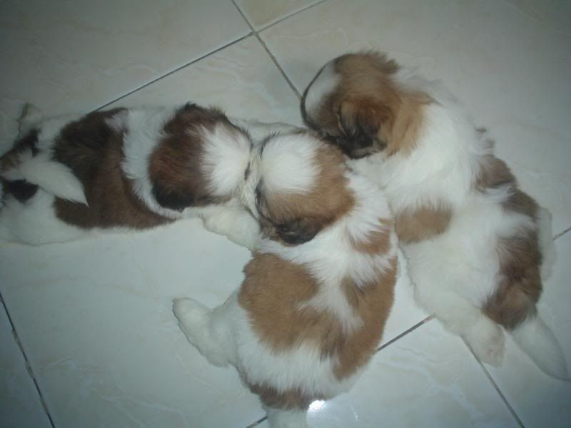Pcci papers for sale shih tzu