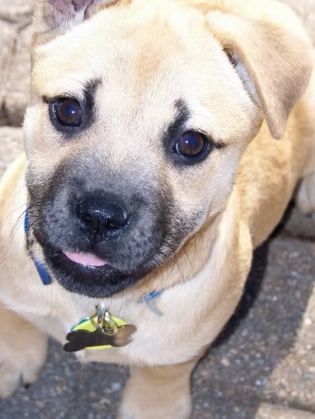 golden retriever mixed with lab. Why lab golden retriever