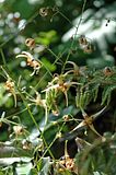 http://img.photobucket.com/albums/v695/romualde/epimedium/th_DSC_1644_caramel.jpg