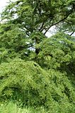 http://img.photobucket.com/albums/v695/romualde/kerdalo/th_DSC_6511_nothofagus_dombeyi.jpg