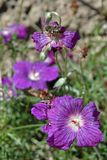 http://img.photobucket.com/albums/v695/romualde/th_DSC_6323-geranium.jpg