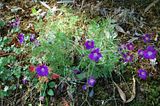 http://img.photobucket.com/albums/v695/romualde/th_DSC_6337-geranium.jpg