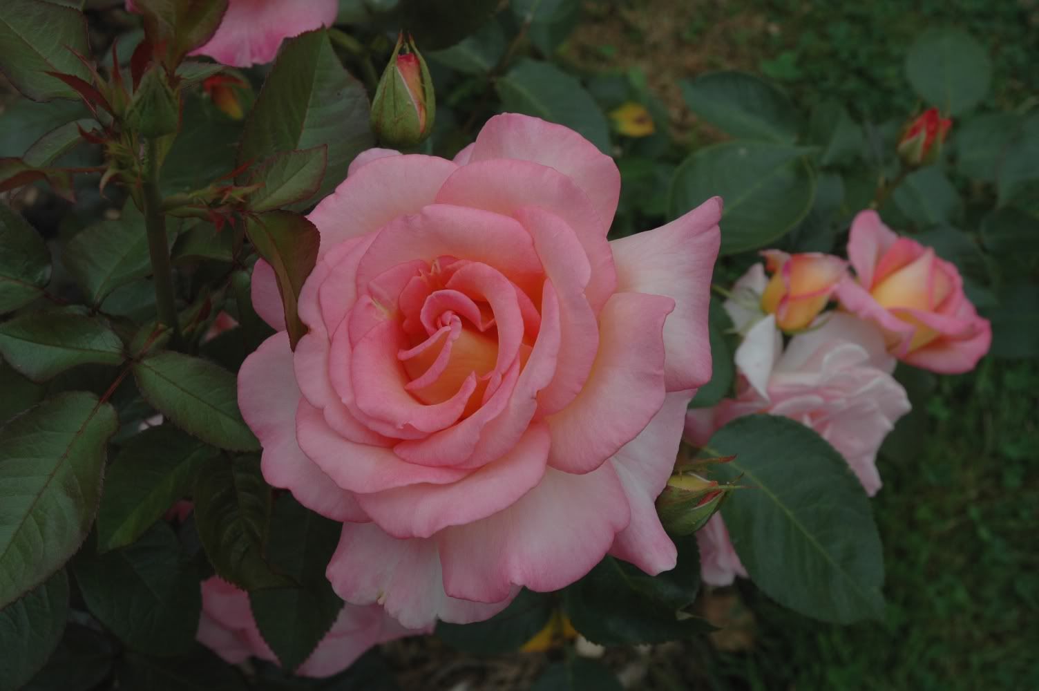 http://img.photobucket.com/albums/v695/romualde/th_DSC_9444_rose.jpg